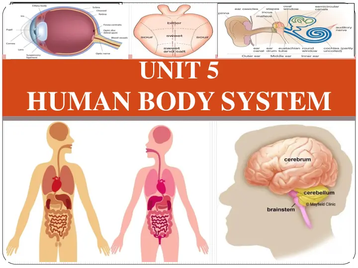 g-12 biology the nervous system - ethiopia new curriculum