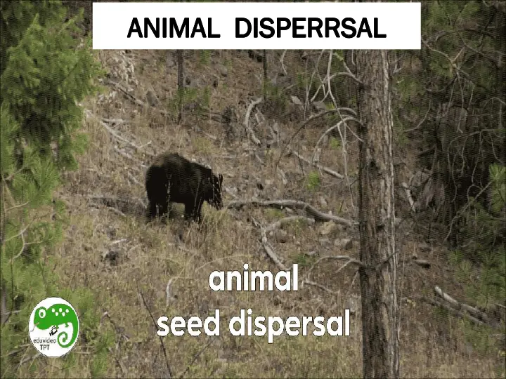 p6 science - seed dispersal detailed presentation by tr. abbey (with relevant photos)