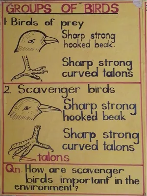 primary six p6 integrated science manila charts for classroom environment