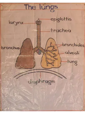 Charts for Science Upper Primary