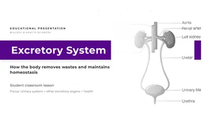 Excretory System Educational Presentation