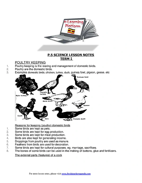 P.5 Science Lesson Notes