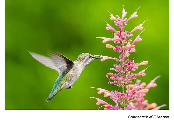 groups of birds (images)